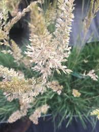 Attēlu rezultāti vaicājumam “Koeleria glauca flower”