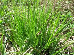 Attēlu rezultāti vaicājumam “Melica nutans”