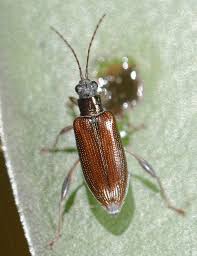 Attēlu rezultāti vaicājumam “Donacia clavipes”