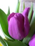 purple tulip (purple - via Daymix