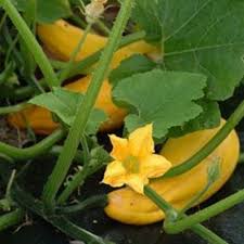 Attēlu rezultāti vaicājumam “Cucurbitaceae”