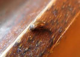 Attēlu rezultāti vaicājumam “Attagenus smirnovi”