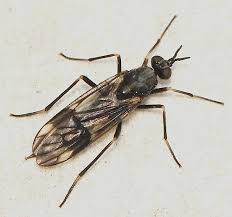 Attēlu rezultāti vaicājumam “Xylophagidae”