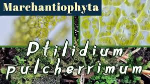 Attēlu rezultāti vaicājumam “Ptilidium pulcherrimum”