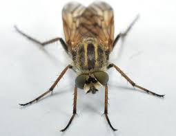 Attēlu rezultāti vaicājumam “Therevidae”