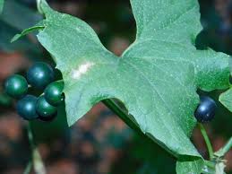 Attēlu rezultāti vaicājumam “Bryonia alba flower”