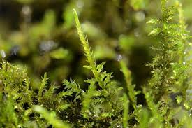 Attēlu rezultāti vaicājumam “Cratoneuron filicinum”