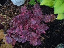 Image result for Heuchera `Midnight Rose`