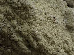 Attēlu rezultāti vaicājumam “Pertusaria flavida”