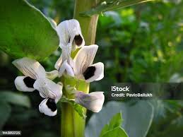 Attēlu rezultāti vaicājumam “Vicia faba flower”