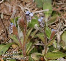 Attēlu rezultāti vaicājumam “Myosotis stricta”