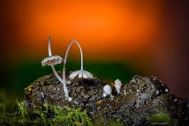 Attēlu rezultāti vaicājumam “Trichia ambigua macro”