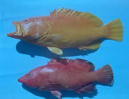 Image result for Cephalopholis fulva