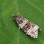 Attēlu rezultāti vaicājumam “Orthotaenia undulana”