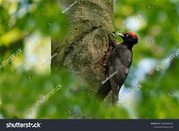 Attēlu rezultāti vaicājumam “Dryocopus martius nest”