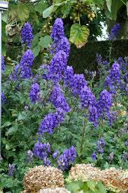 Image result for Aconitum napellus