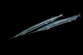 Attēlu rezultāti vaicājumam “Belone belone”