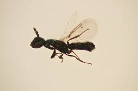 Attēlu rezultāti vaicājumam “Rabdophaga degeeri”