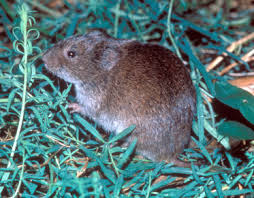 Attēlu rezultāti vaicājumam “Microtus agrestis”