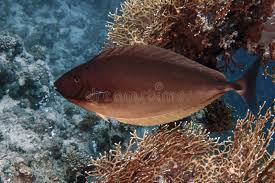 Image result for Naso hexacanthus