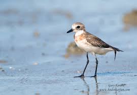 Image result for Charadrius mongolus