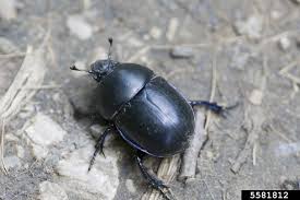 Attēlu rezultāti vaicājumam “Trypocopris vernalis”