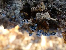 Attēlu rezultāti vaicājumam “Badhamia utricularis young”