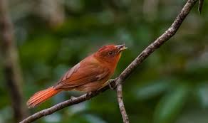 Attēlu rezultāti vaicājumam “Trachyspora intrusa”