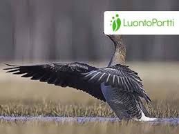 Image result for Anser fabalis