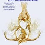 Attēlu rezultāti vaicājumam “Pandemis cinnamomeana female”