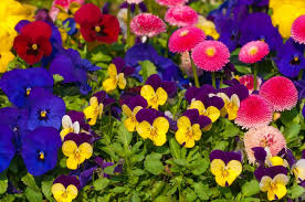 Image result for Hornveilchen