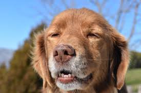 Attēlu rezultāti vaicājumam “Canis lupus familiaris”