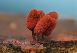 Attēlu rezultāti vaicājumam “Arcyria denudata young”