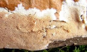 Attēlu rezultāti vaicājumam “Junghuhnia nitida”