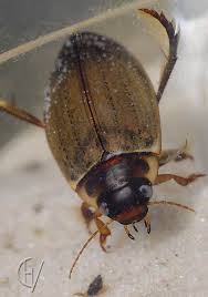 Attēlu rezultāti vaicājumam “Colymbetes striatus”