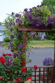 Attēlu rezultāti vaicājumam “Clematis”