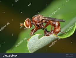 Attēlu rezultāti vaicājumam “Sicus ferrugineus”