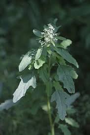 Attēlu rezultāti vaicājumam “Chenopodium polyspermum var. acutifolium flower”