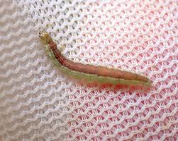 Attēlu rezultāti vaicājumam “Ypsolopha dentella”