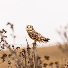 Attēlu rezultāti vaicājumam “Asio flammeus adult”