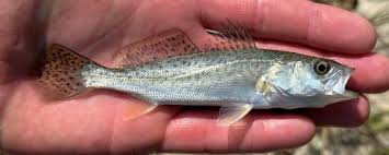 Image result for Cynoscion nebulosus