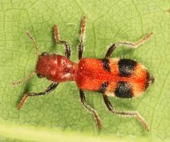 Attēlu rezultāti vaicājumam “Cleridae”