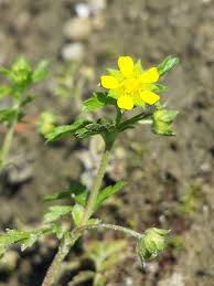 Attēlu rezultāti vaicājumam “Potentilla supina leaf”