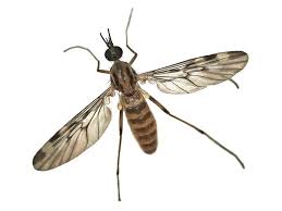 Attēlu rezultāti vaicājumam “Sylvicola sp.”