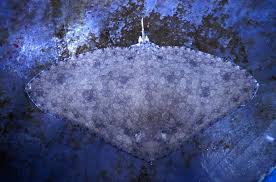 Image result for Gymnura altavela