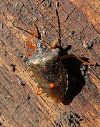 Attēlu rezultāti vaicājumam “Pentatoma rufipes”