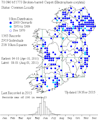 Attēlu rezultāti vaicājumam “Electrophaes corylata”