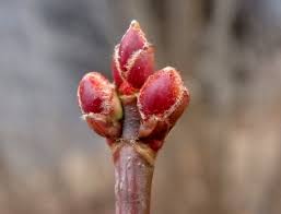 Attēlu rezultāti vaicājumam “Acer platanoides bud”