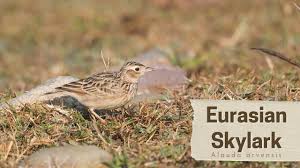 Image result for Alauda arvensis