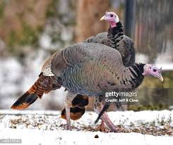 Attēlu rezultāti vaicājumam “Meleagris male”